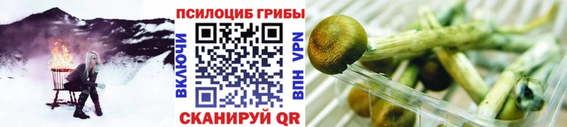 Псилоцибиновые грибы Psilocybe  Павловский Посад 